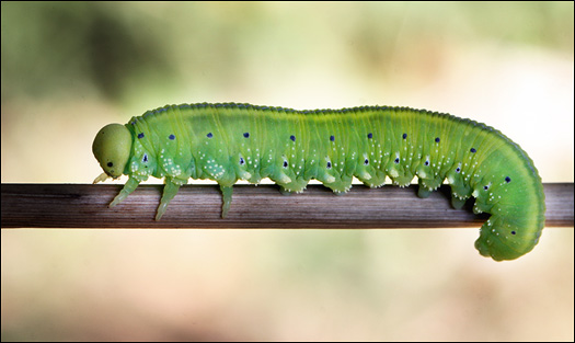 http://www.naturalist.uzhgorod.ua/img/green-caterpillar-002.jpg